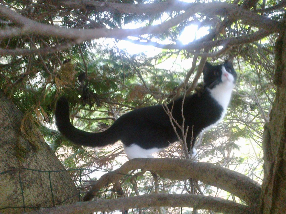 Blanding af racer Snuden billede 11