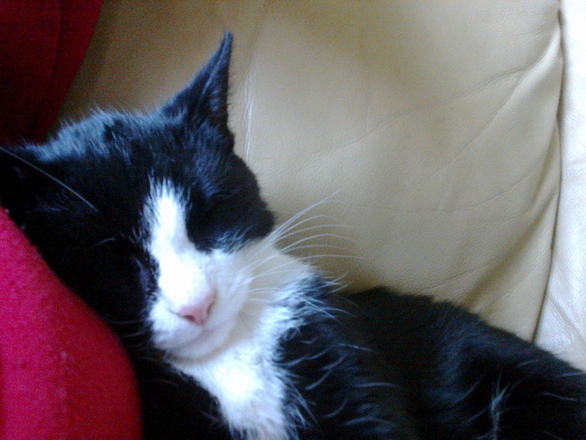 Blanding af racer Snuden billede 12