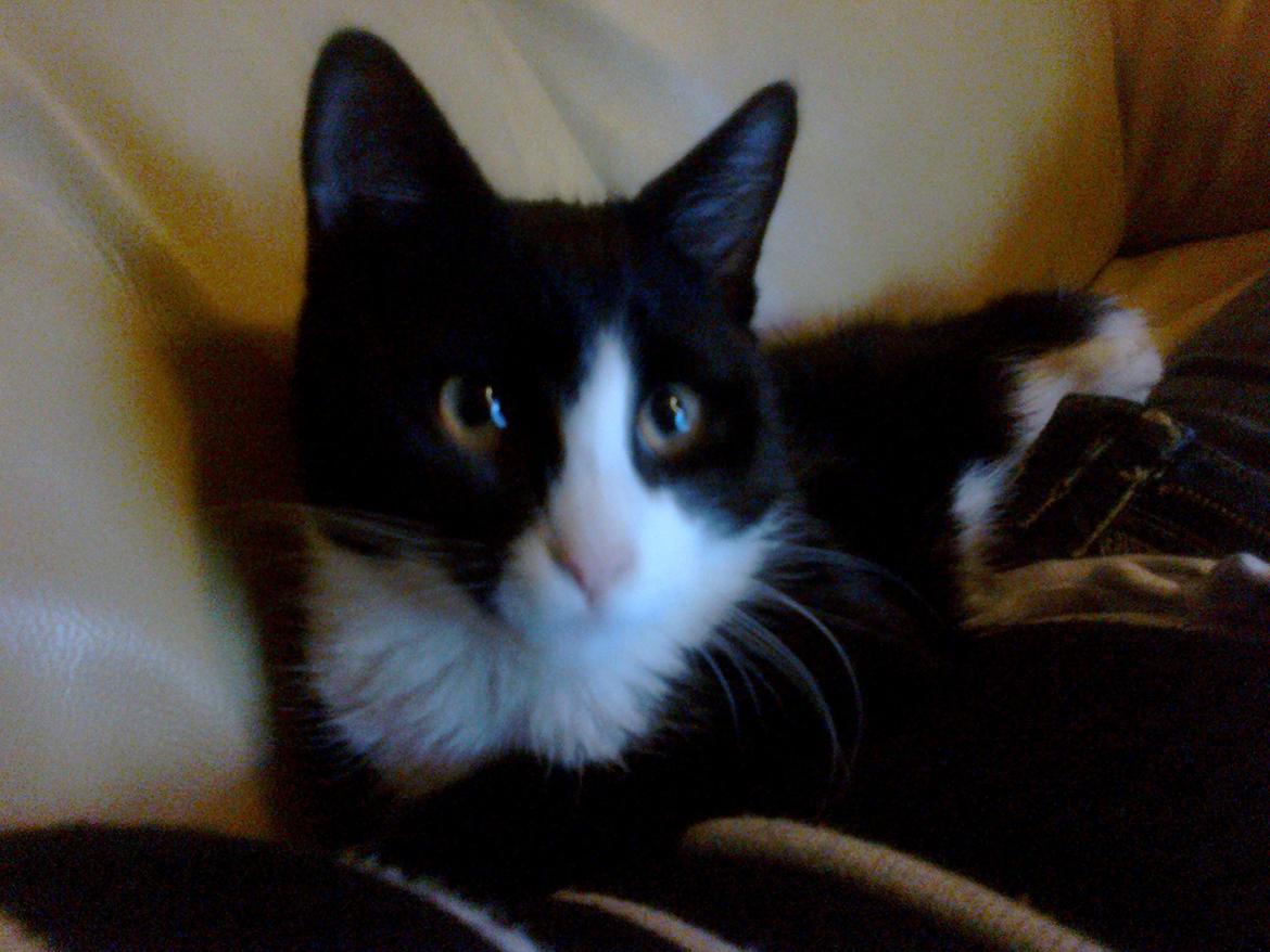 Blanding af racer Snuden billede 13