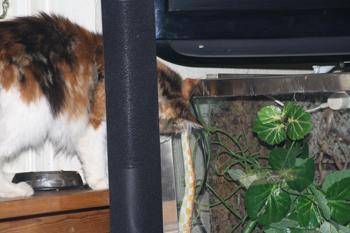 Maine Coon DK Brøderup's Adak "Aya" - Hey hva er det der? billede 17