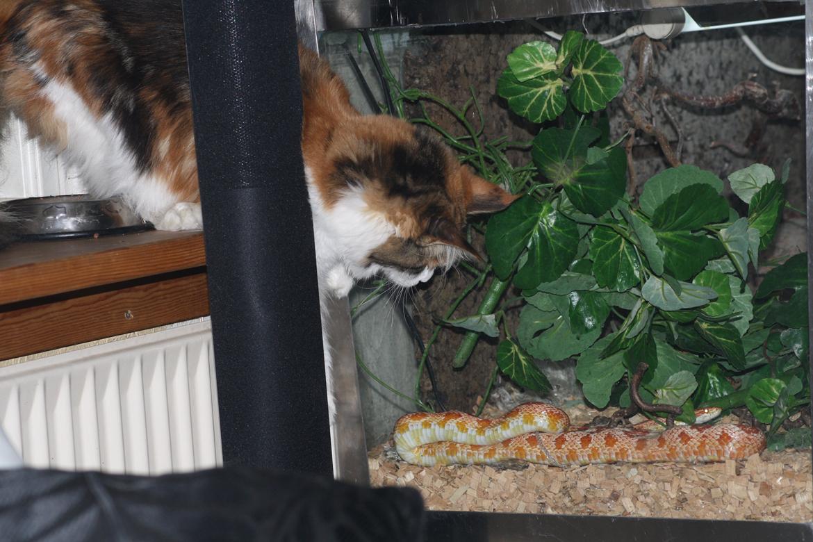 Maine Coon DK Brøderup's Adak "Aya" - Den der har lige bevæget sig billede 18