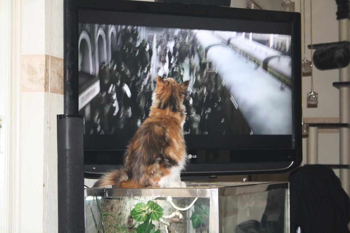 Maine Coon DK Brøderup's Adak "Aya" - Jeg ser lige hva der sket i det der vindue :) billede 19