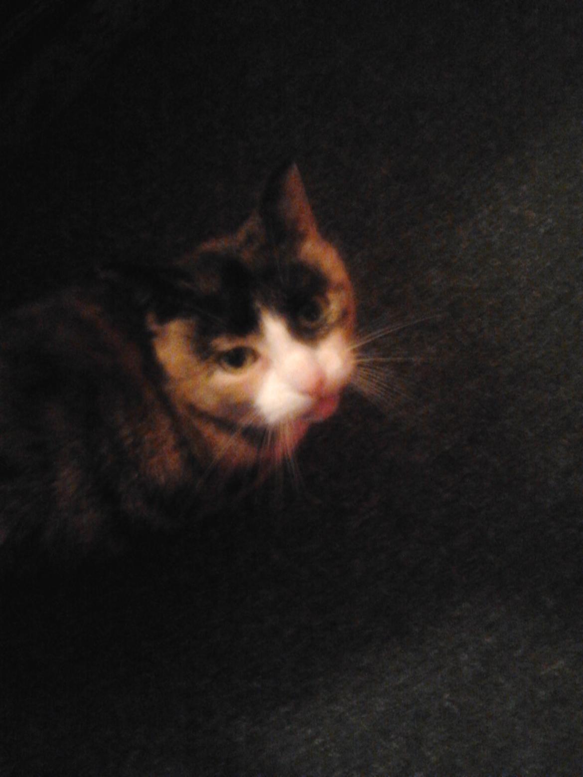 Huskat Molly - miau! billede 8