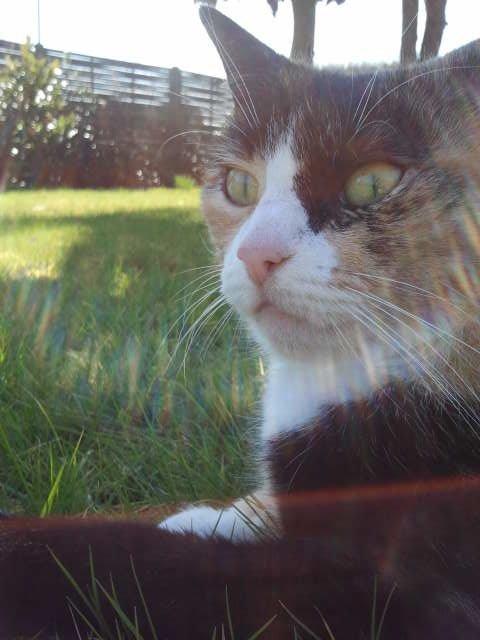 Huskat Molly - Altid på vagt billede 3