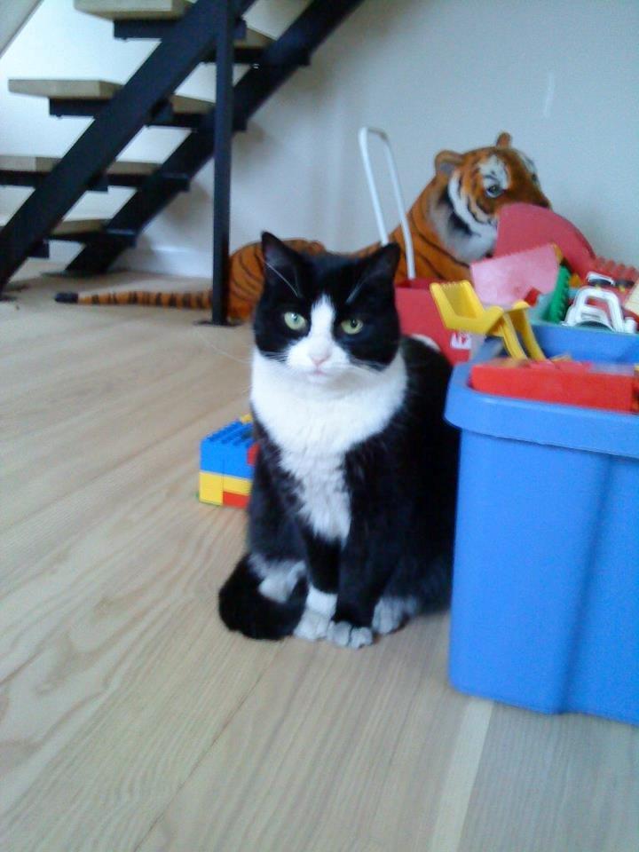 Huskat Sylvester billede 2