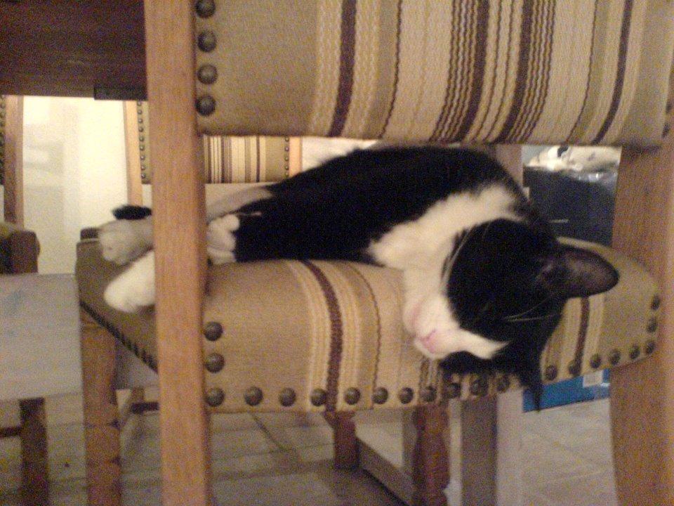 Huskat Sylvester billede 5