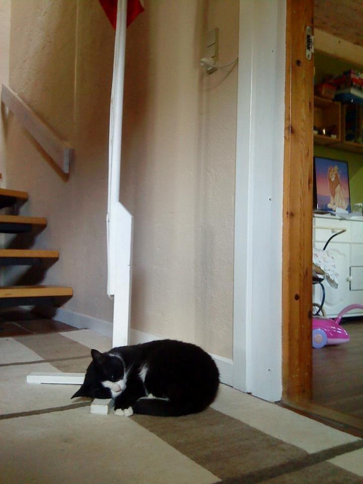 Huskat Sylvester billede 10