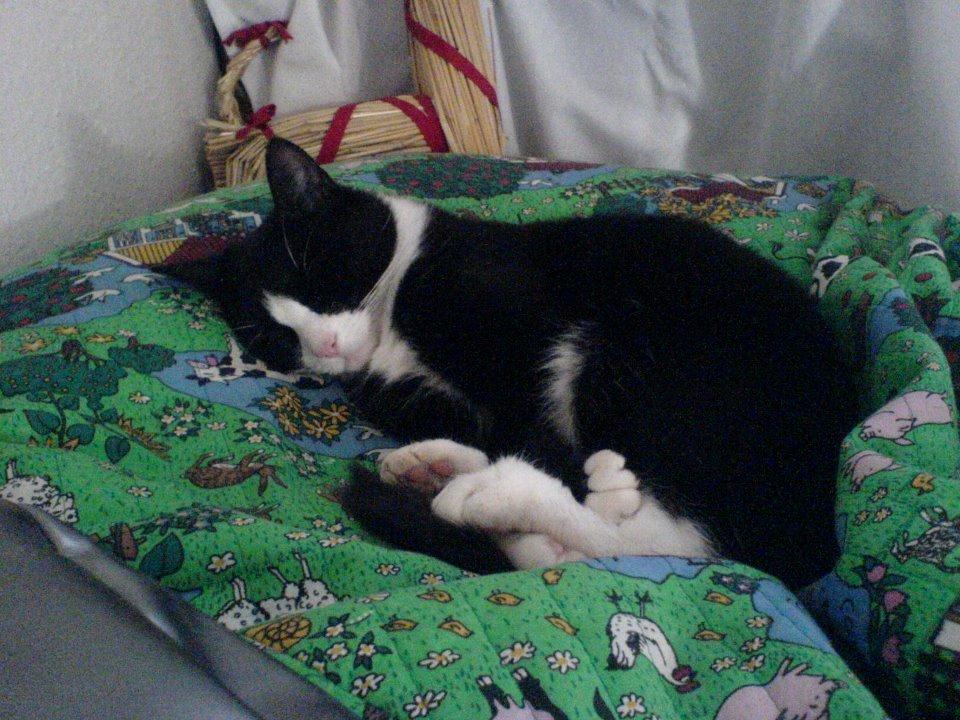 Huskat Sylvester billede 12