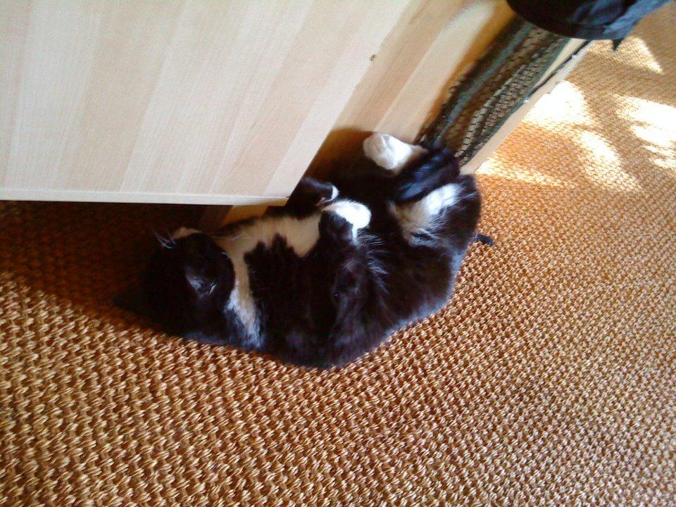 Huskat Sylvester billede 16