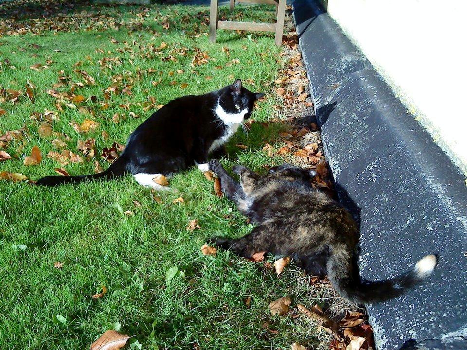 Huskat Sylvester - Jeg leger med min søster Sorte billede 13