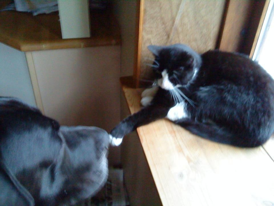 Huskat Sylvester - Hej med dig store hund billede 8