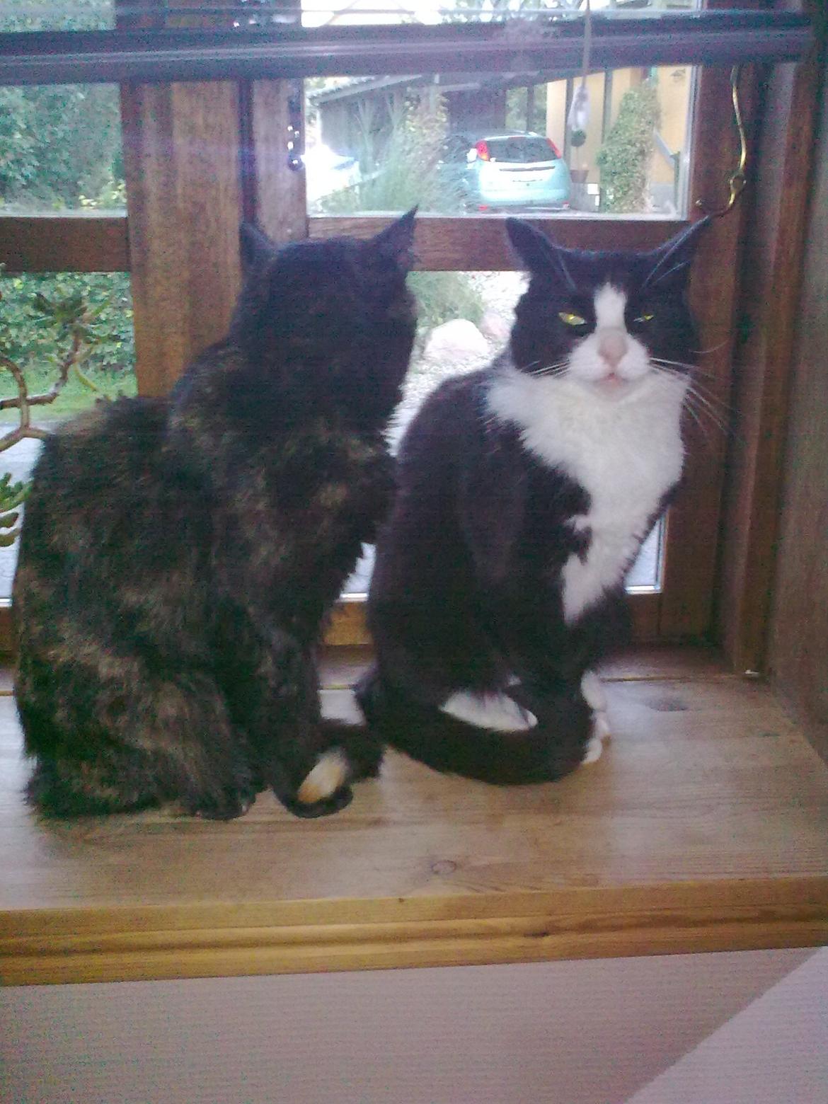 Huskat Sylvester billede 17