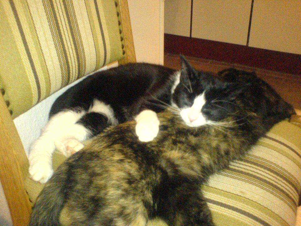 Huskat Sylvester billede 4