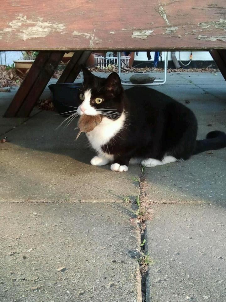 Huskat Sylvester - Se hvor dygtig jeg er billede 1