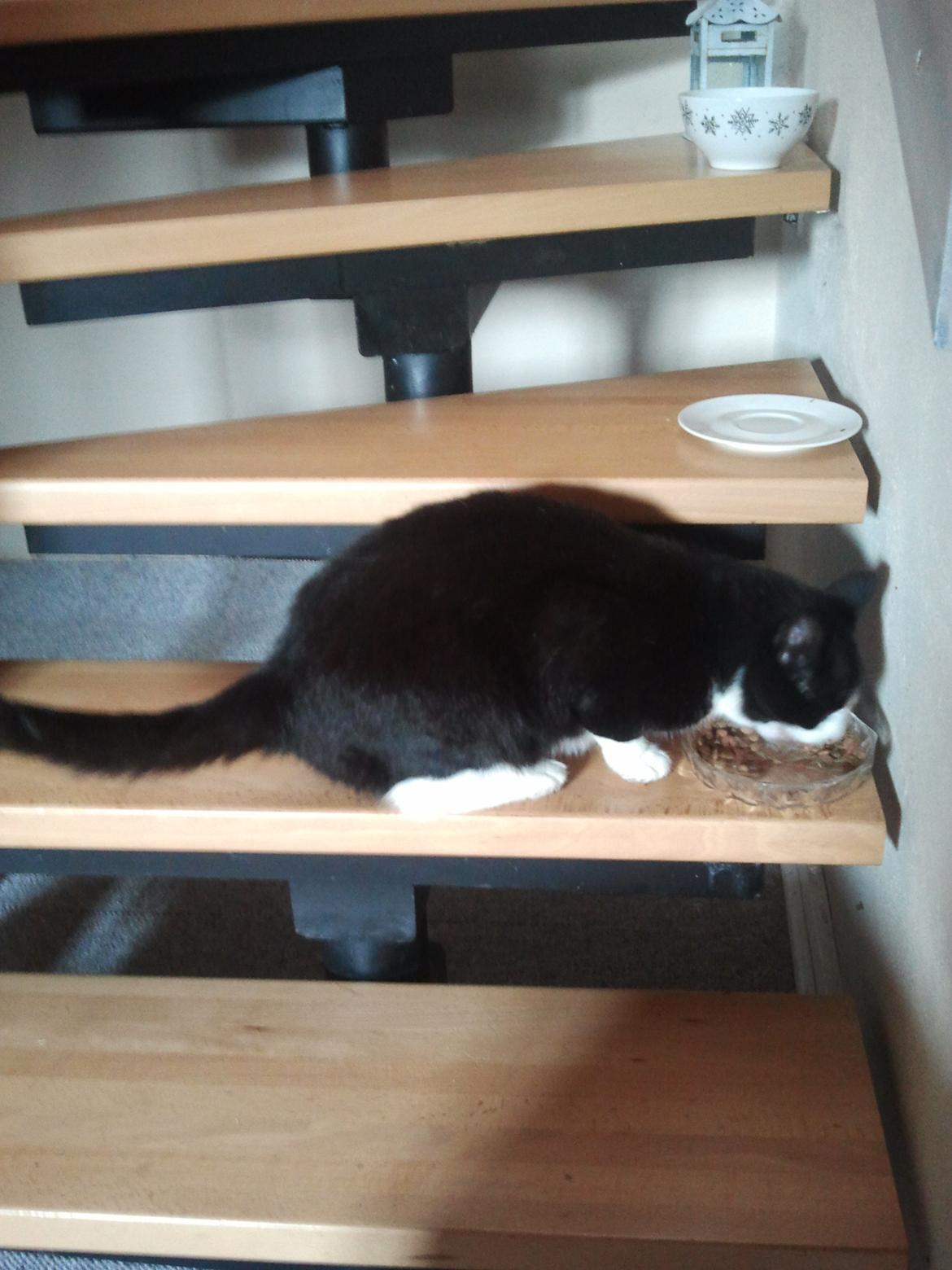 Huskat Sylvester - Se, min ynglings aktivitet. billede 15