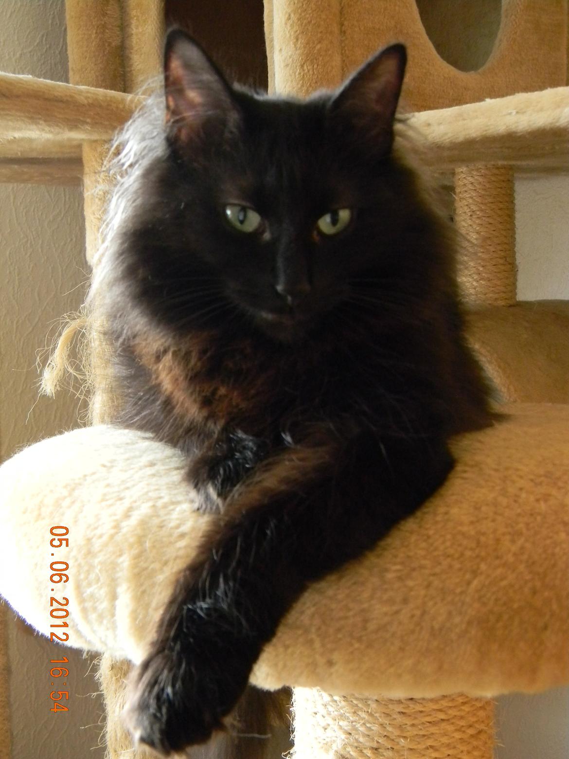 Norsk Skovkat CH DK Nobel-dream´s A Jump billede 24