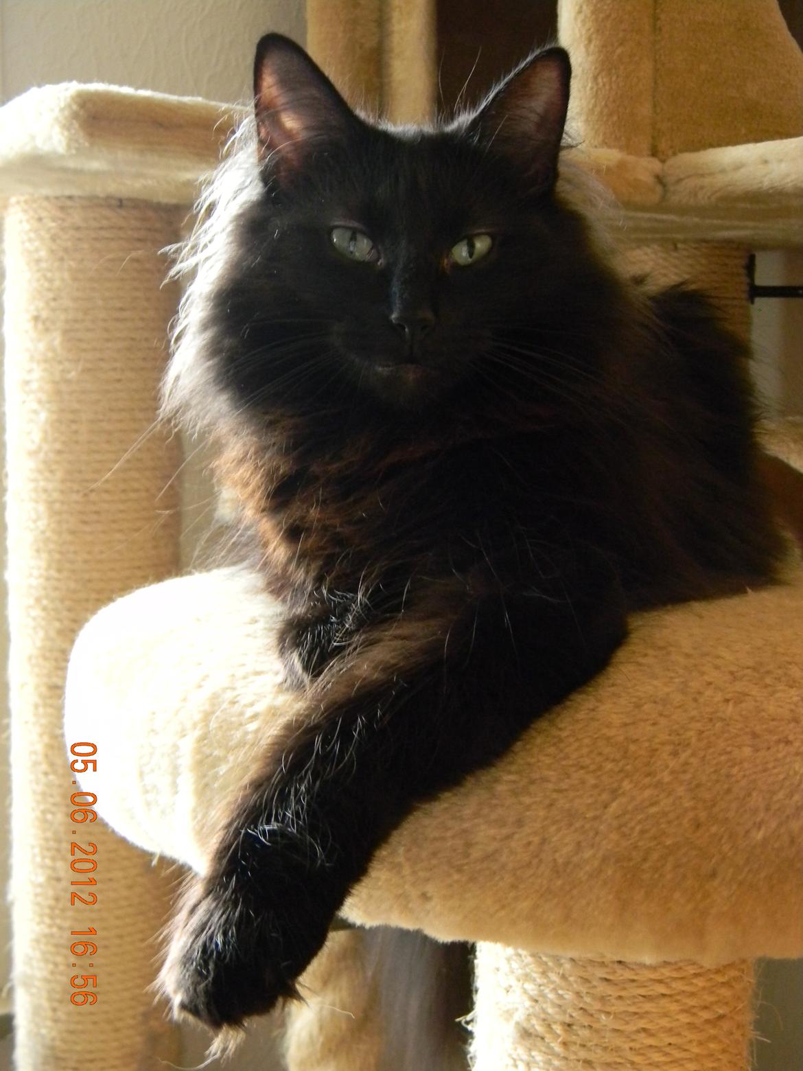 Norsk Skovkat CH DK Nobel-dream´s A Jump billede 23