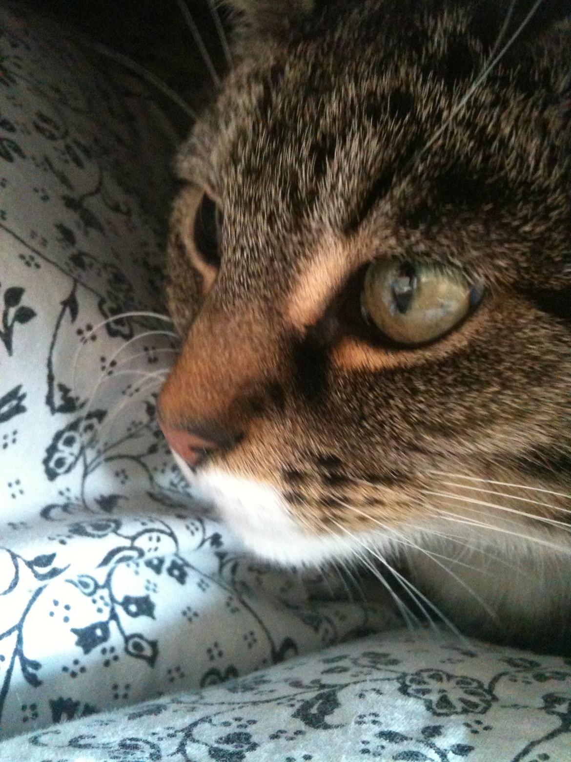 Huskat Tulle billede 9