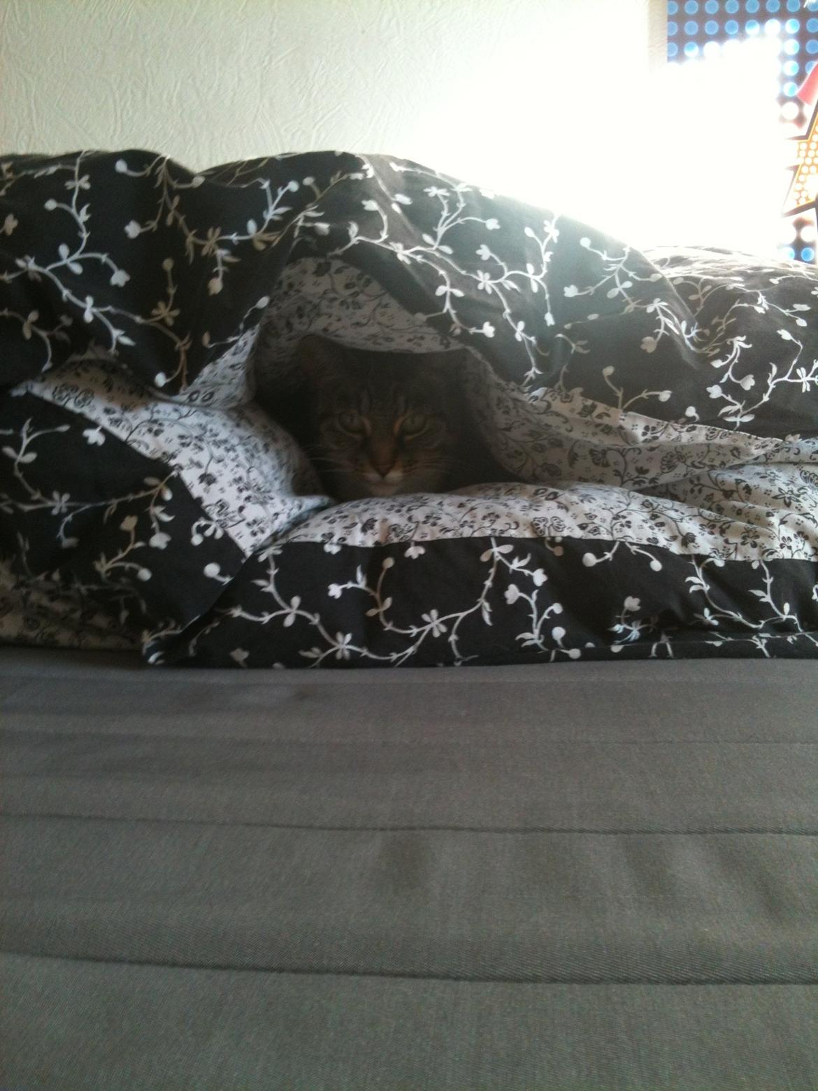 Huskat Tulle billede 10