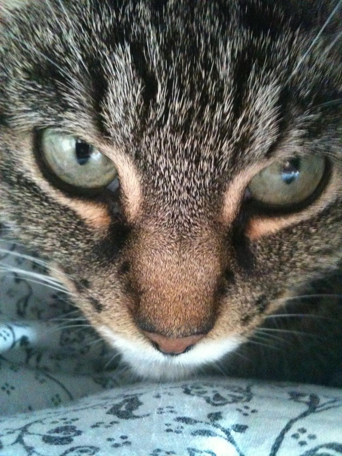 Huskat Tulle billede 11