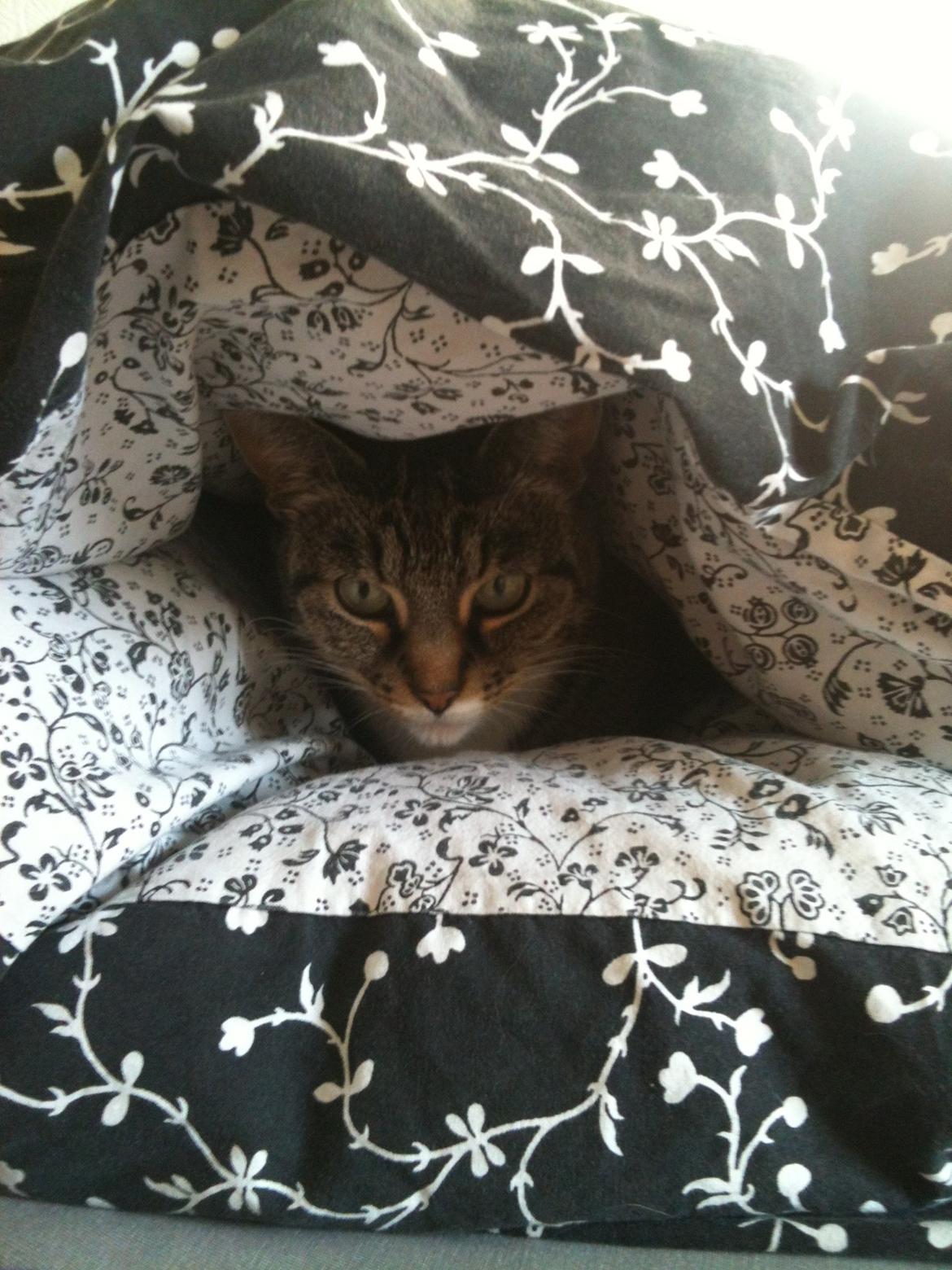 Huskat Tulle billede 12