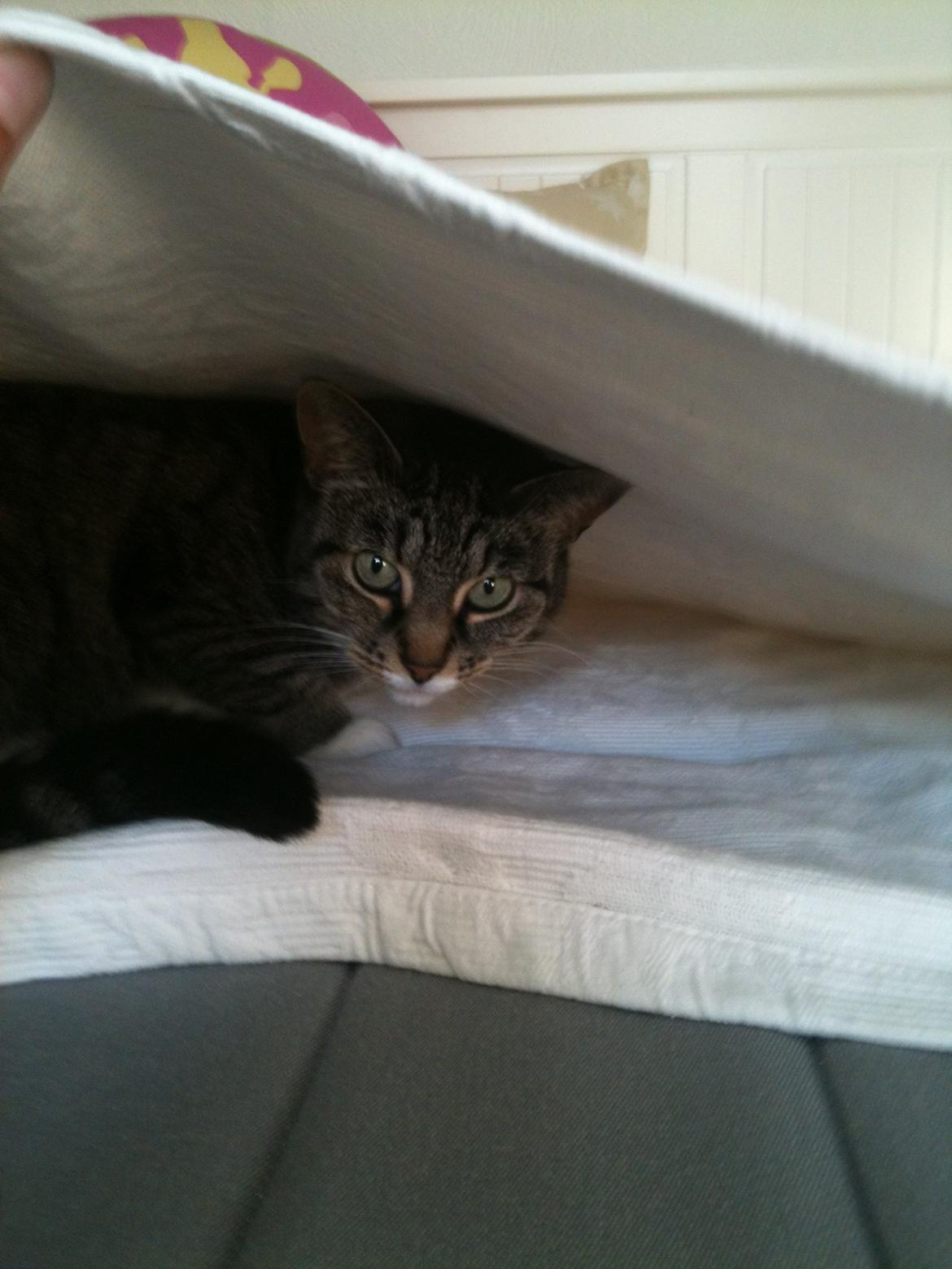 Huskat Tulle billede 13