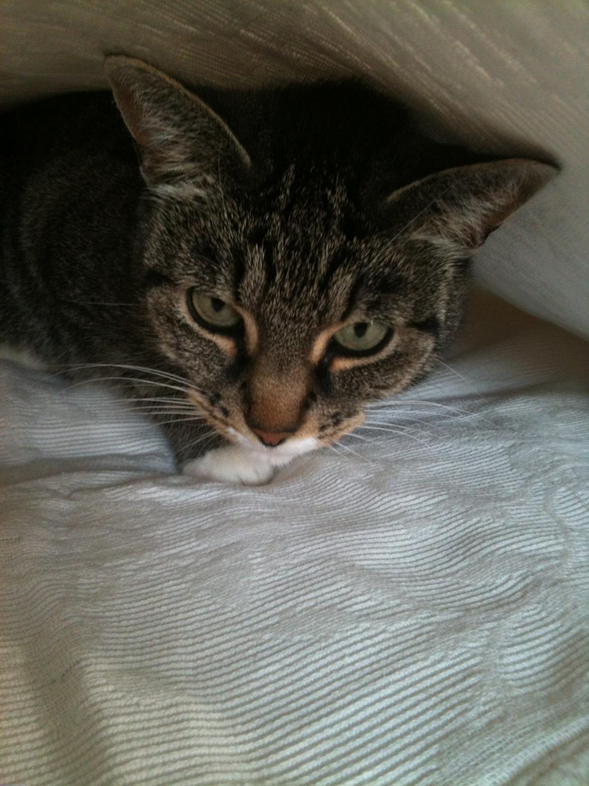 Huskat Tulle billede 14