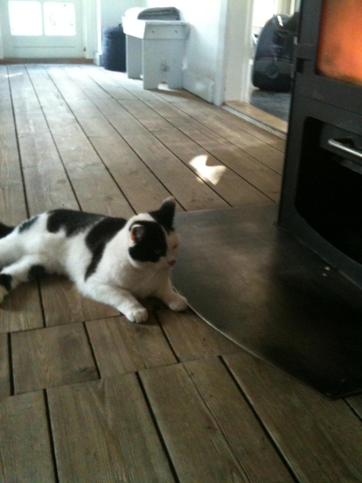 Blanding af racer Molly billede 9