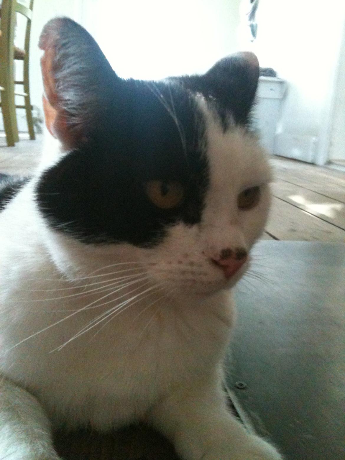 Blanding af racer Molly billede 10