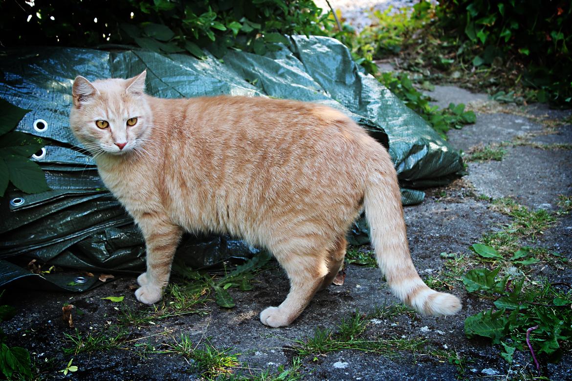 Huskat Felix billede 1