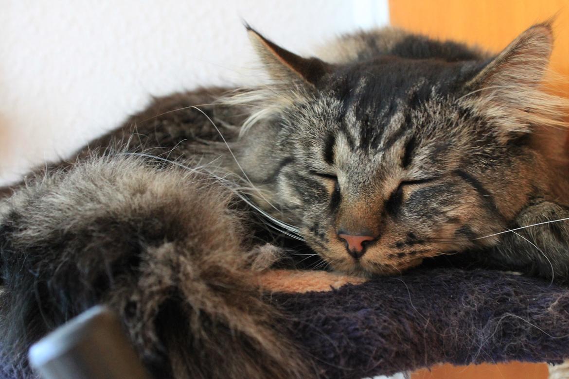 Maine Coon muffe billede 20