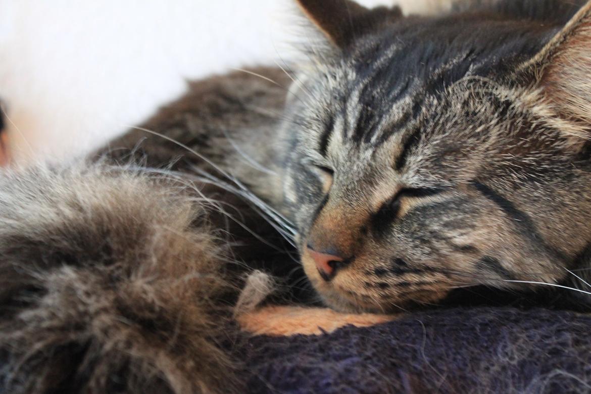 Maine Coon muffe billede 4