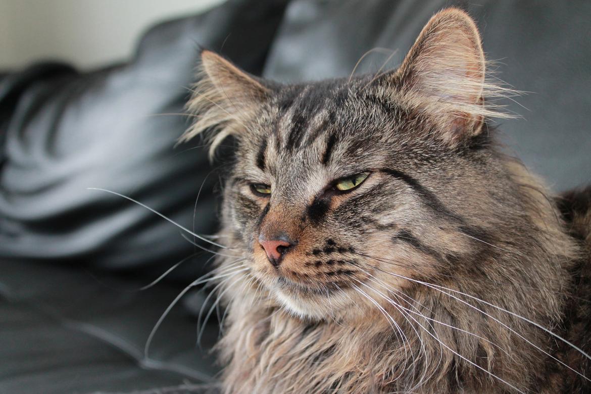 Maine Coon muffe billede 1