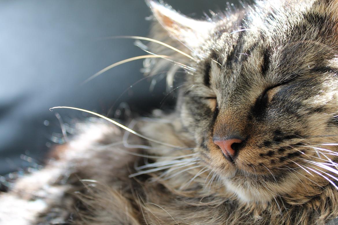 Maine Coon muffe billede 6