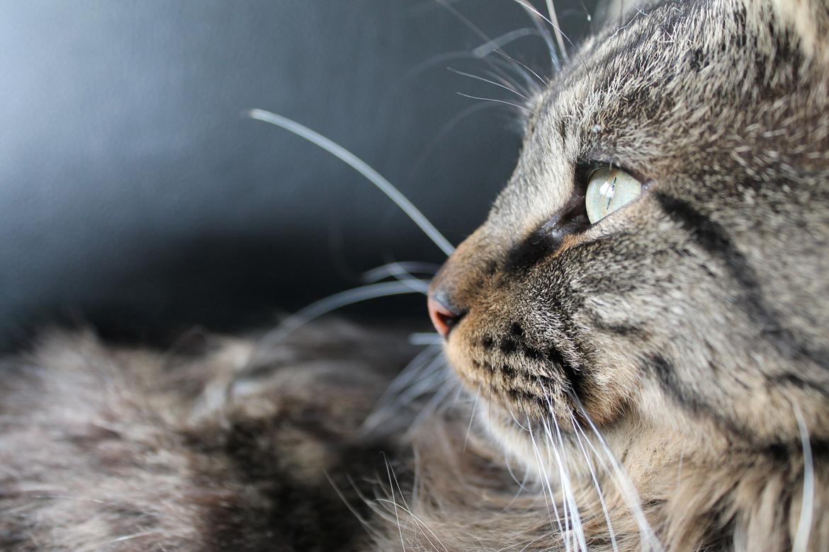 Maine Coon muffe billede 2