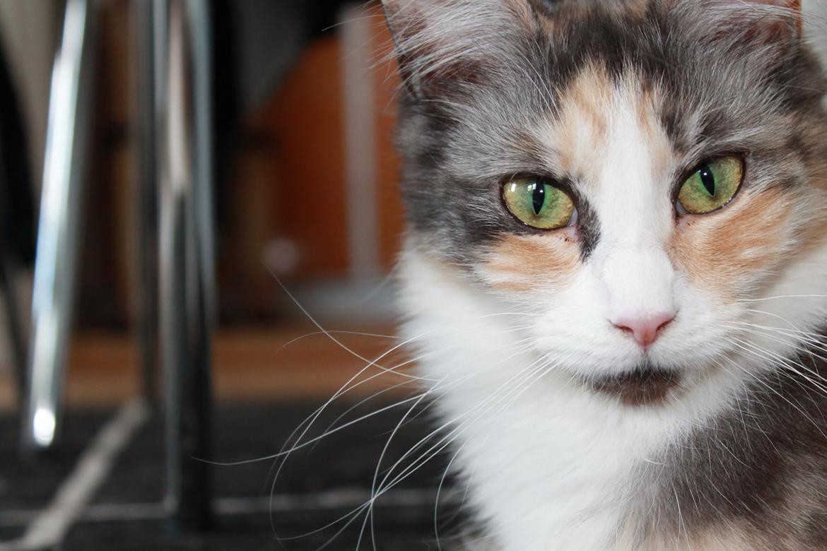 Maine Coon Fie billede 5