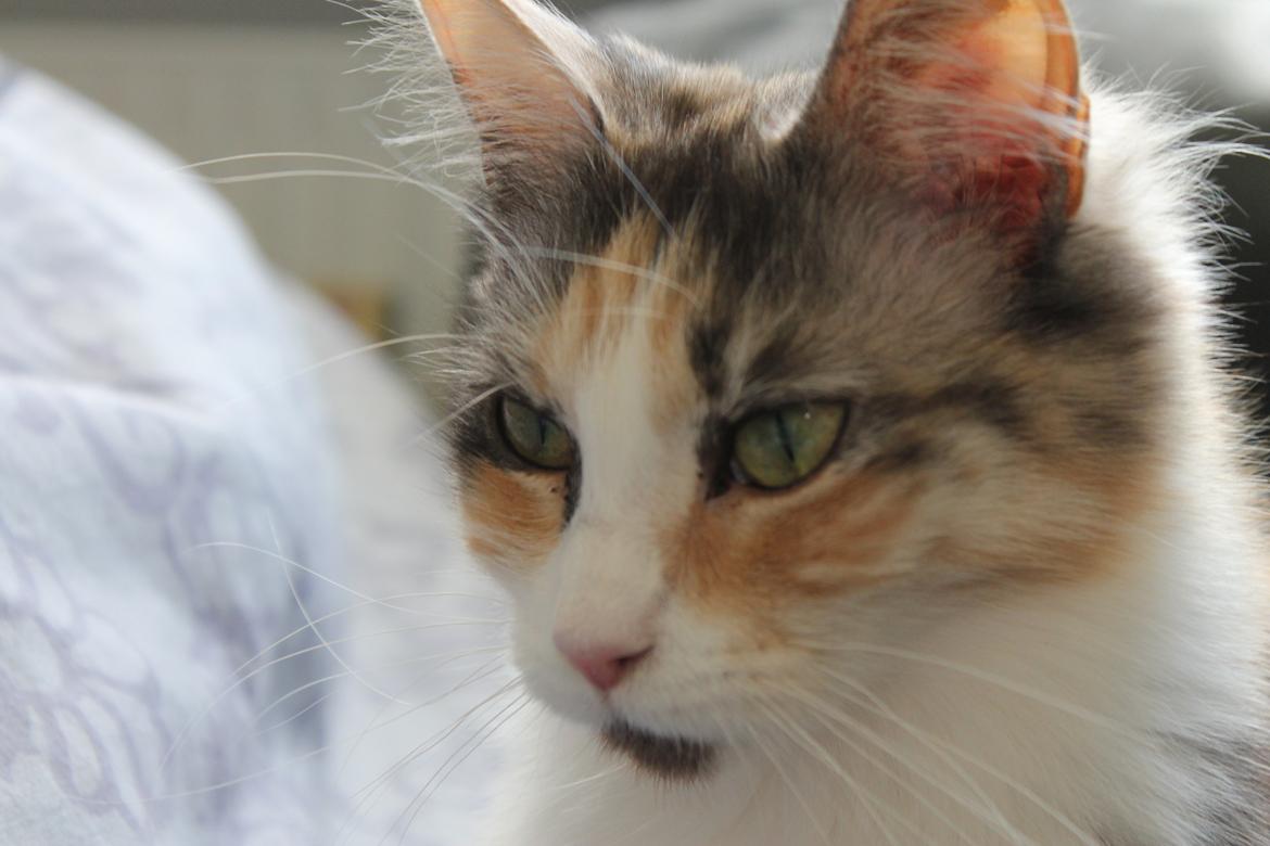 Maine Coon Fie billede 4