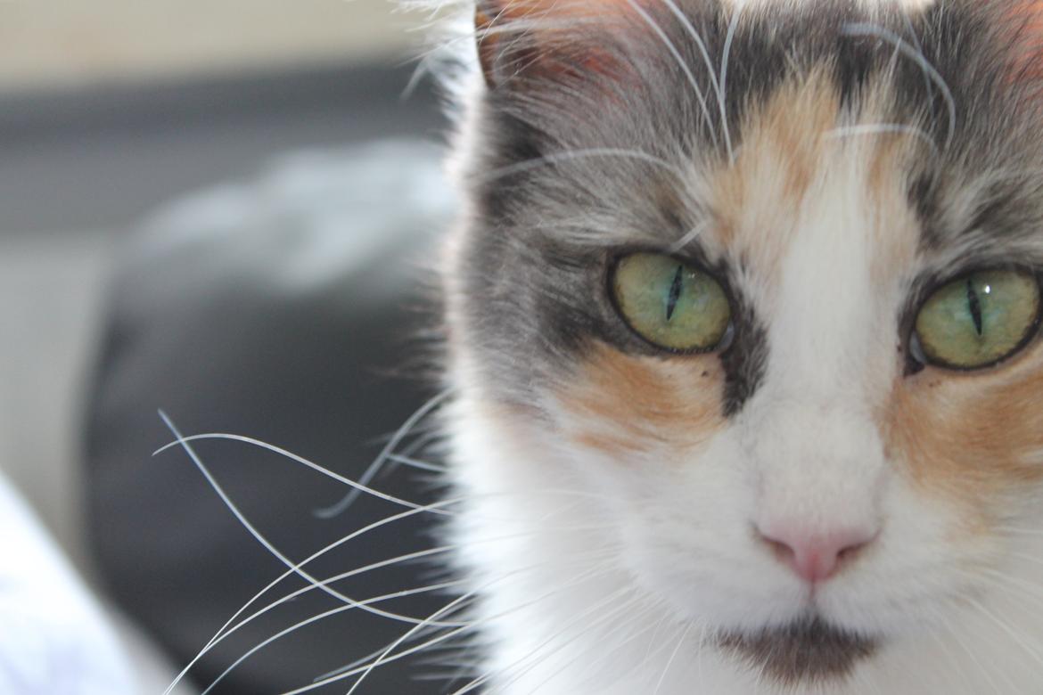 Maine Coon Fie billede 2