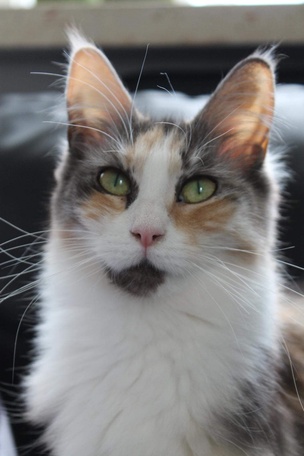 Maine Coon Fie billede 3