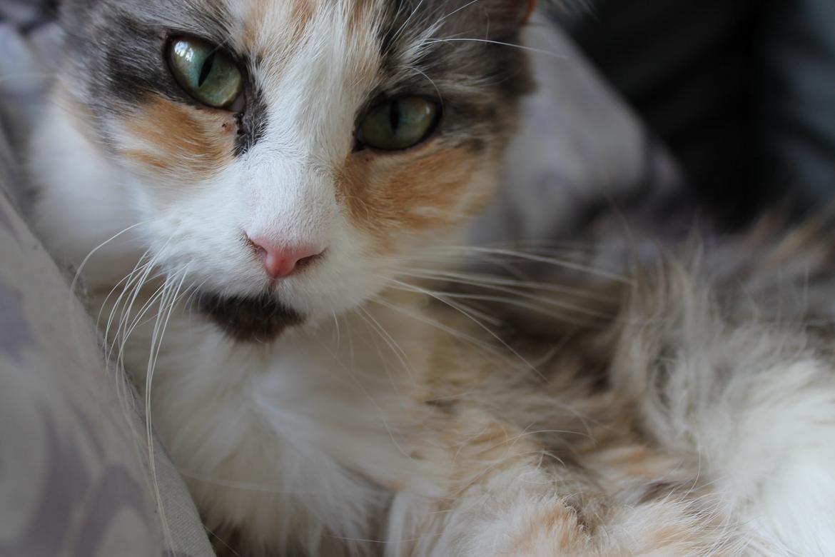 Maine Coon Fie billede 1