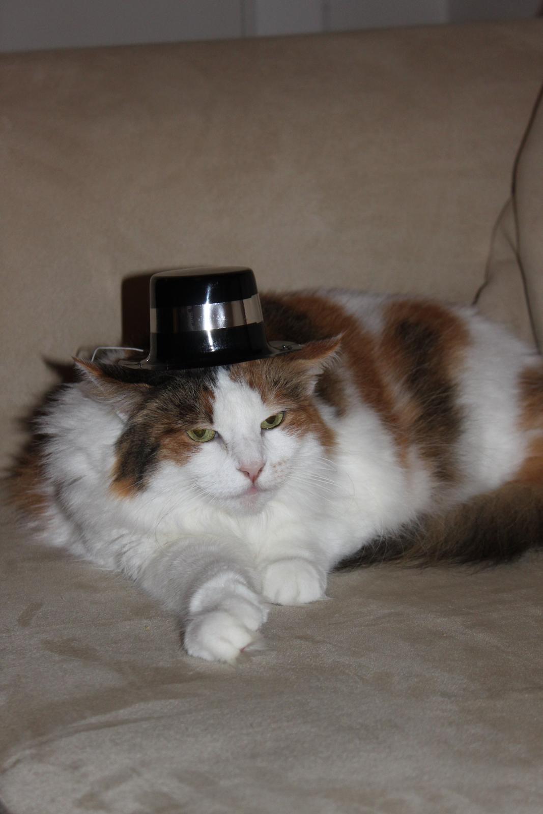 Maine Coon Pjevs *Miss' Mor* - Miss'Mor var med til at skyde nyråret ind til år 2012 ;o) billede 1