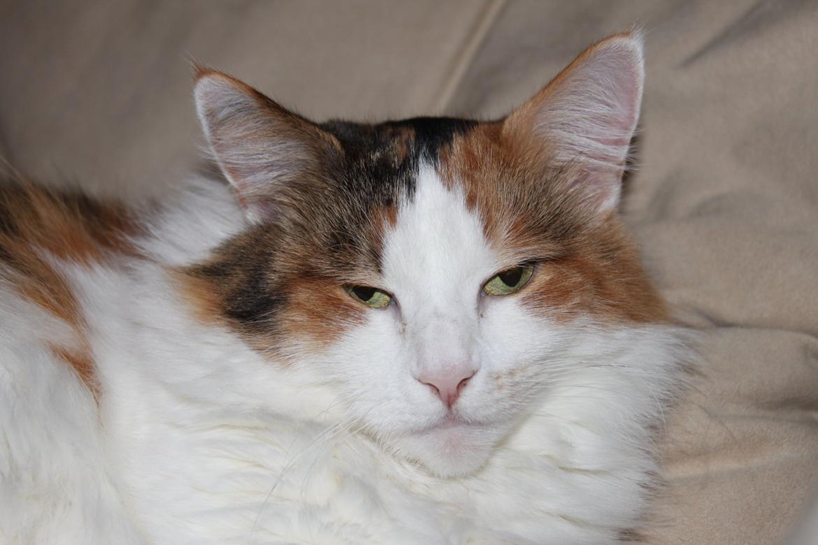 Maine Coon Pjevs *Miss' Mor* billede 2