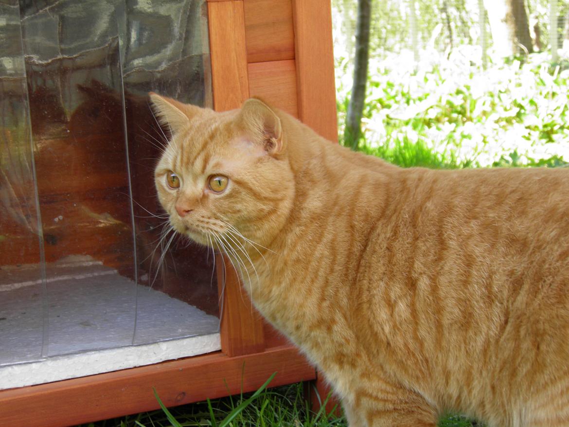 British Shorthair Lady Xiera's Red Alert (Meeko) billede 13