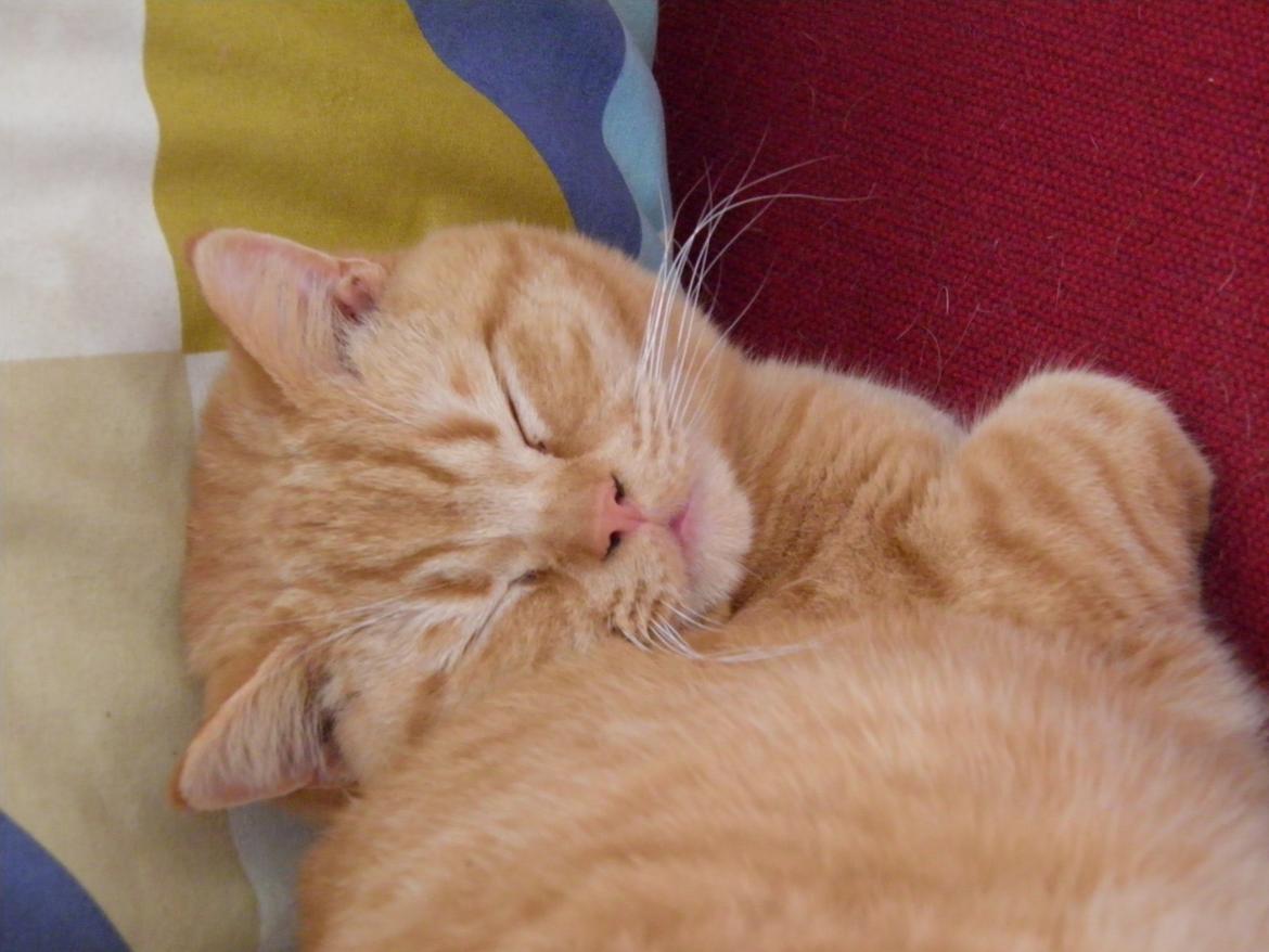 British Shorthair Lady Xiera's Red Alert (Meeko) billede 14