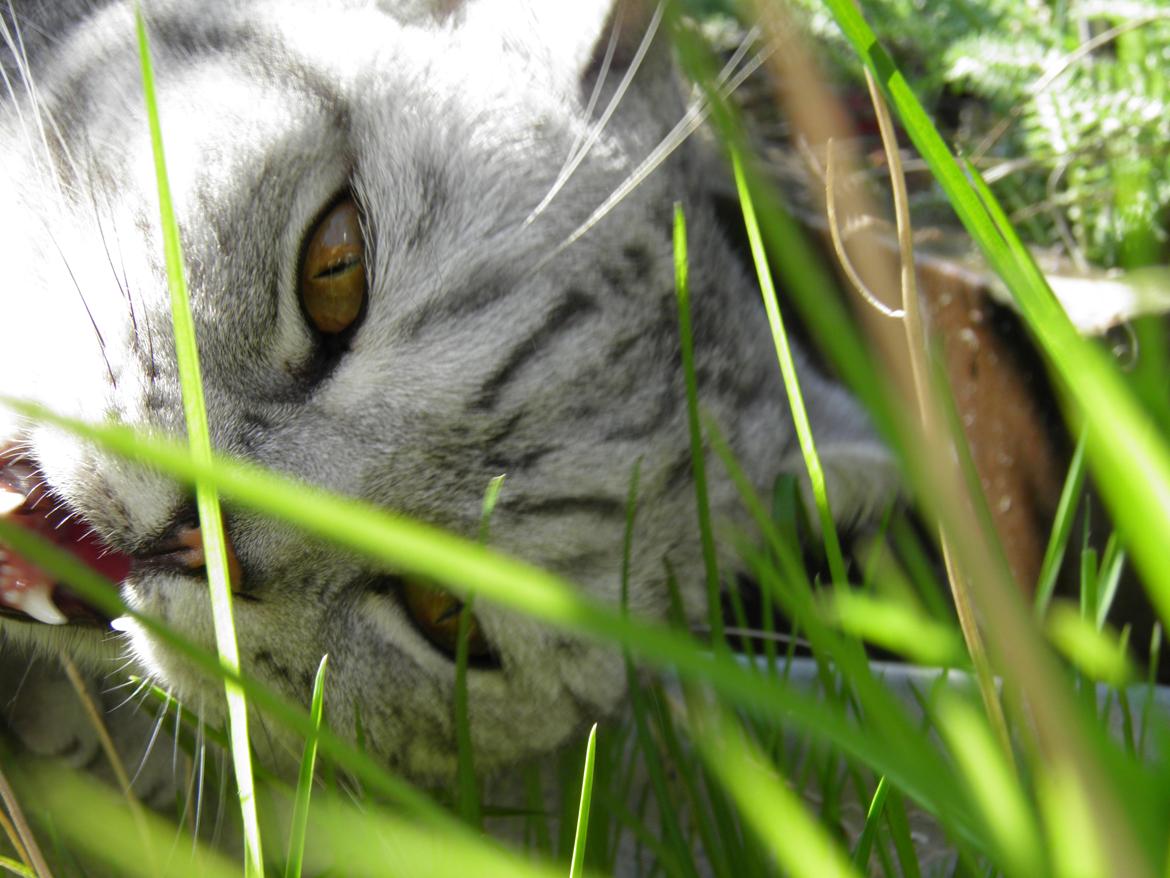 British Shorthair DK*Avalanta's Bailey billede 13