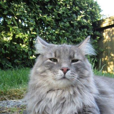 Blanding af racer Trold billede 1