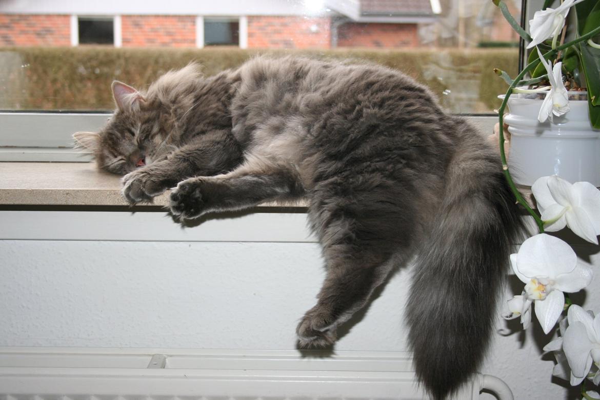 Blanding af racer Trold billede 5