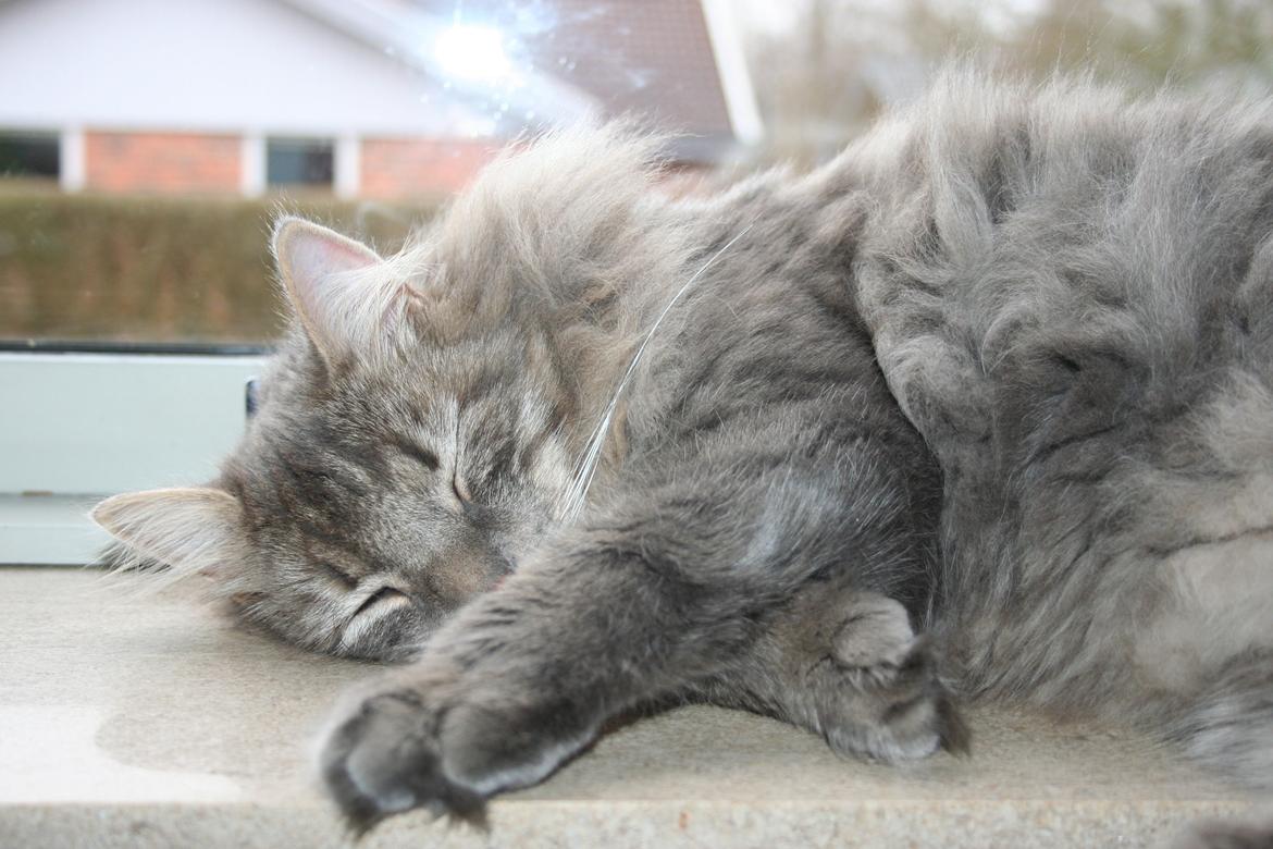 Blanding af racer Trold billede 3