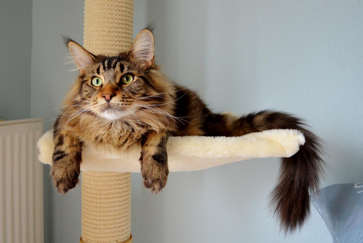 Maine Coon AnkiCoon's 57 Chevy - "Theo" billede 1