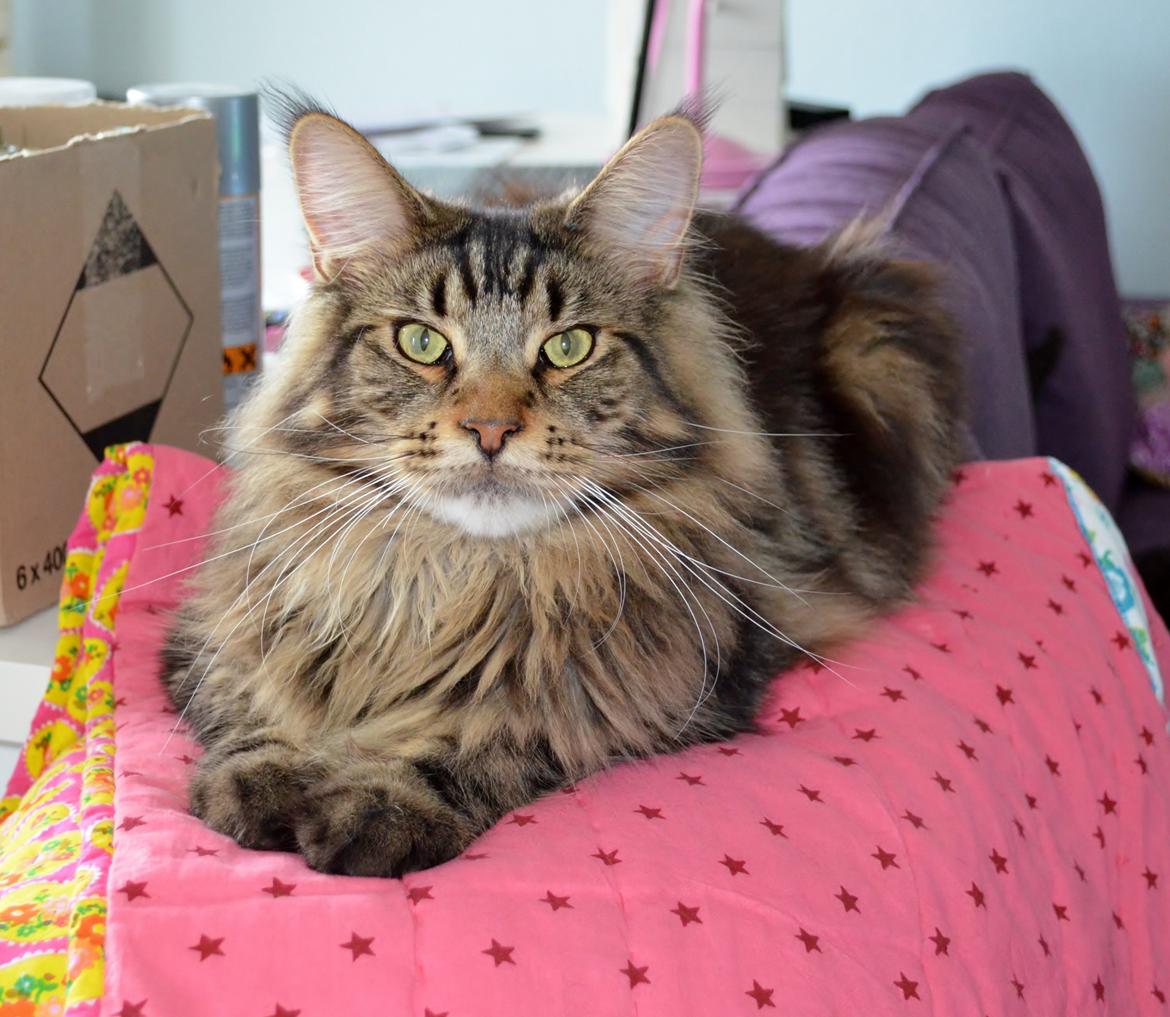 Maine Coon AnkiCoon's 57 Chevy - "Theo" billede 2